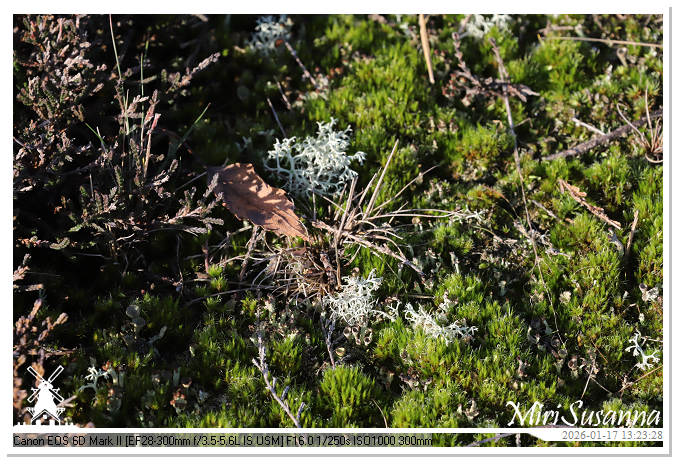 Strabrechtse Heide IMG_5623