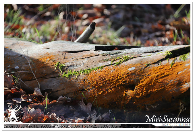 Strabrechtse Heide IMG_5637