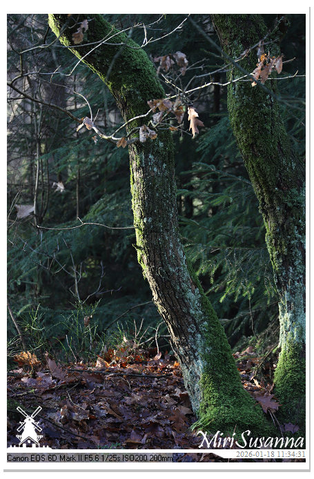 Amerongse Berg IMG_5652