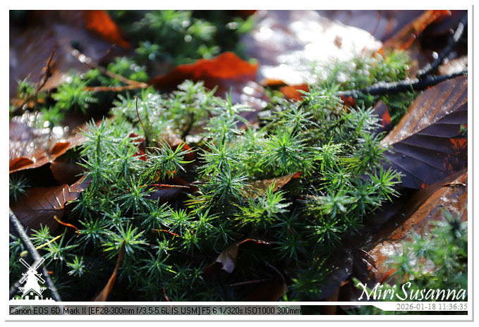 Amerongse Berg IMG_5656