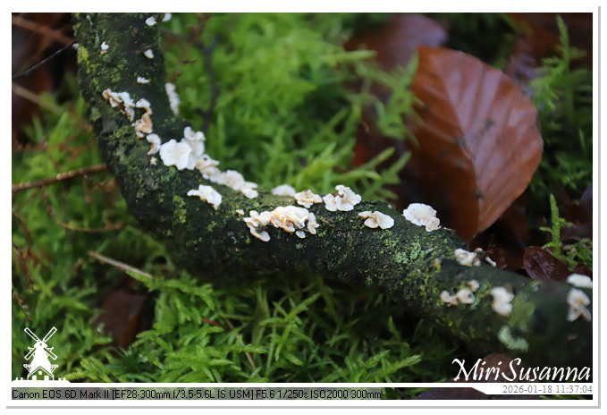 Amerongse Berg IMG_5657