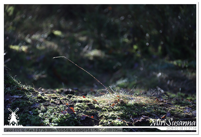 Amerongse Berg IMG_5659