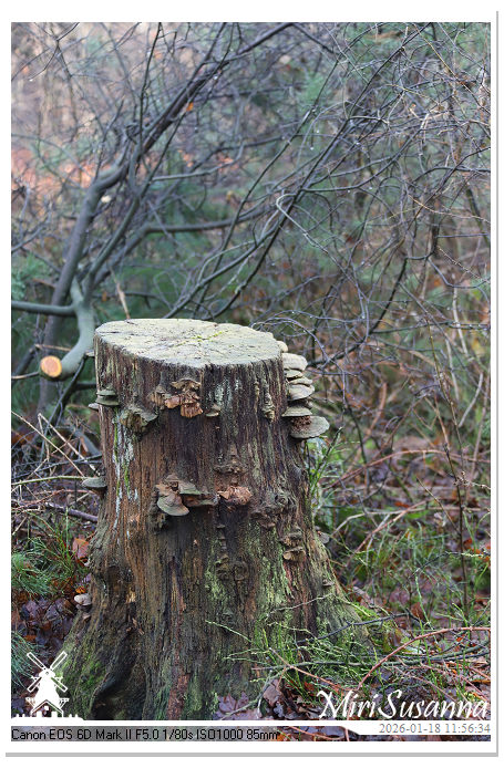 Amerongse Berg IMG_5672