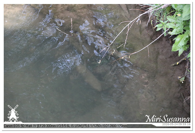 NaturCamp an der Weser MS5D0764