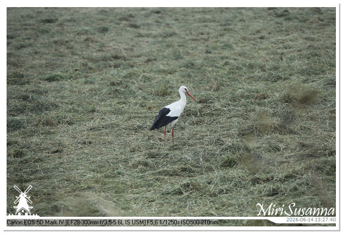 Land van Maas en Waal MS5D1718@MiriSusanna CC-BY-NC-ND Land van Maas en Waal MS5D1718