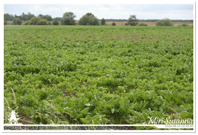 Land van Maas en Waal MS5D1771@MiriSusanna CC-BY-NC-ND Land van Maas en Waal MS5D1771