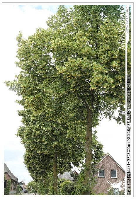 Land van Maas en Waal MS5D1787@MiriSusanna CC-BY-NC-ND Land van Maas en Waal MS5D1787