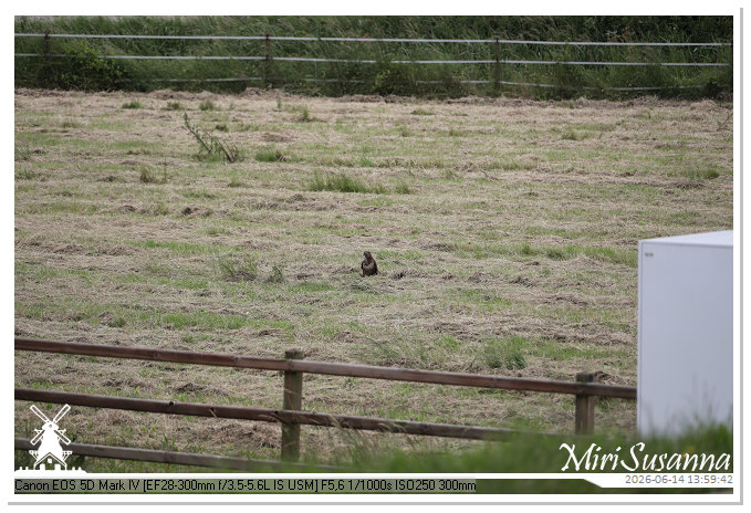 Land van Maas en Waal MS5D1829@MiriSusanna CC-BY-NC-ND Land van Maas en Waal MS5D1829