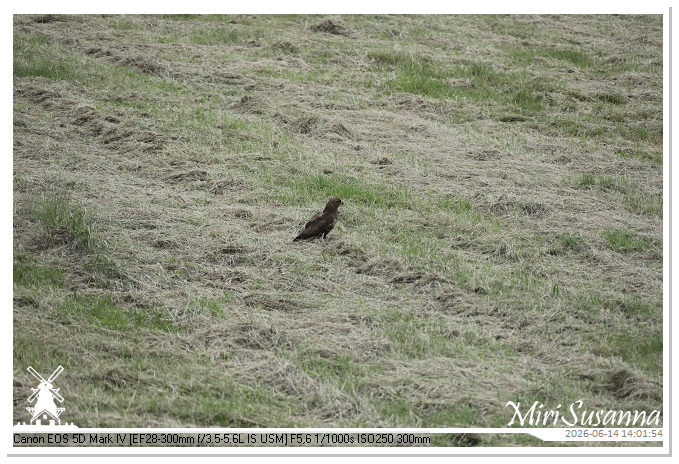 Land van Maas en Waal MS5D1835@MiriSusanna CC-BY-NC-ND Land van Maas en Waal MS5D1835