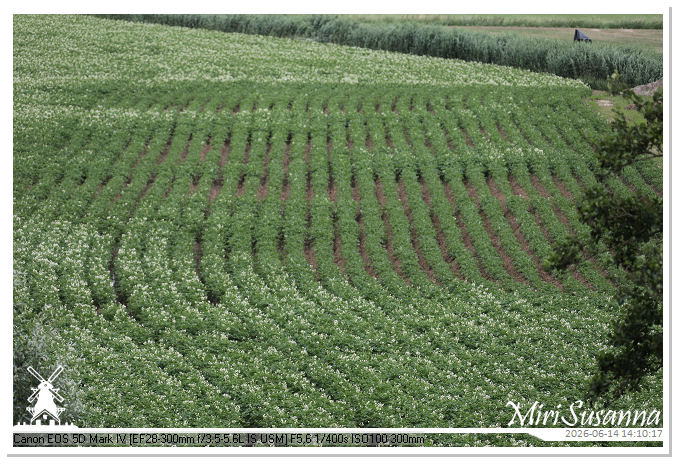Land van Maas en Waal MS5D1858@MiriSusanna CC-BY-NC-ND Land van Maas en Waal MS5D1858