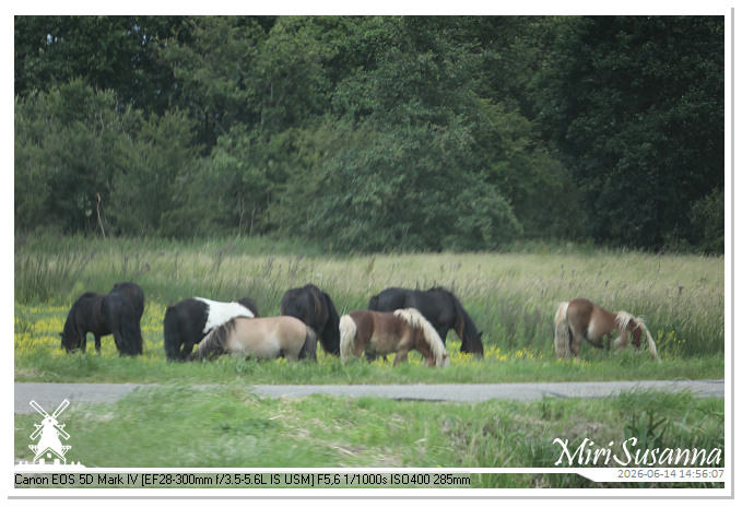 Land van Maas en Waal MS5D1932@MiriSusanna CC-BY-NC-ND Land van Maas en Waal MS5D1932