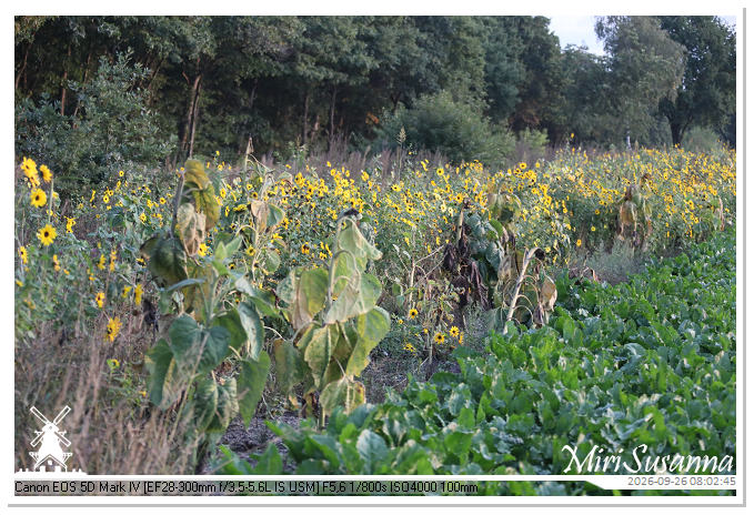 Eder- en Ginkelse Heide MS5D2027